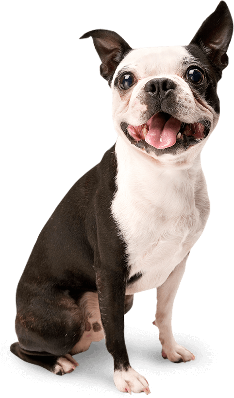 Pet On Dating App (505x829), Png Download