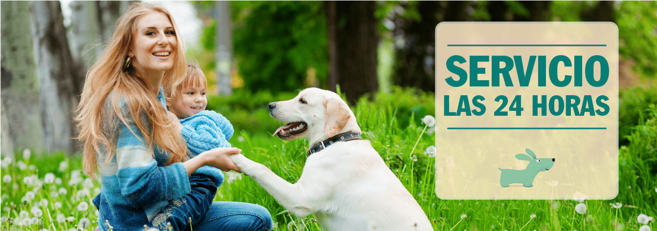 Viewsonic Vfm820-50 - Digital Photo Frame - 8 (1720x472), Png Download