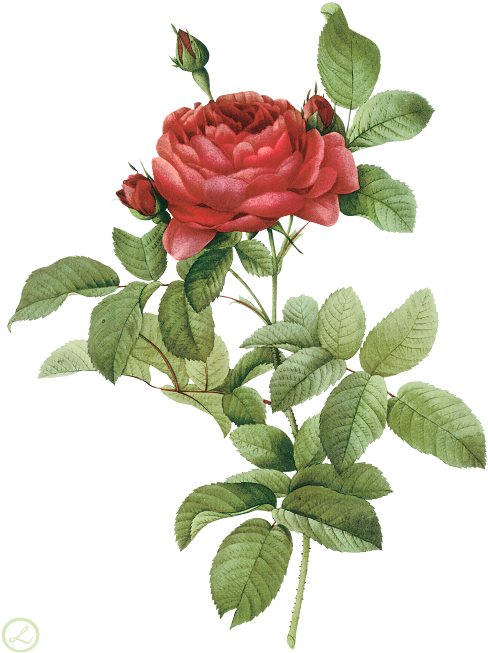 Go To Image - Rosa Gallica Pontiana Redoute (500x670), Png Download