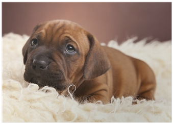 Single Happy Dog Resting On White Blanket Poster • - La Manta Blanca (400x400), Png Download