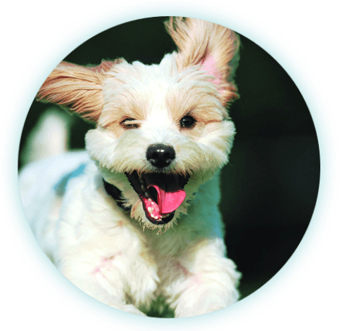 Happy Dog Running - Dogs By Bruce Johnson (483x471), Png Download