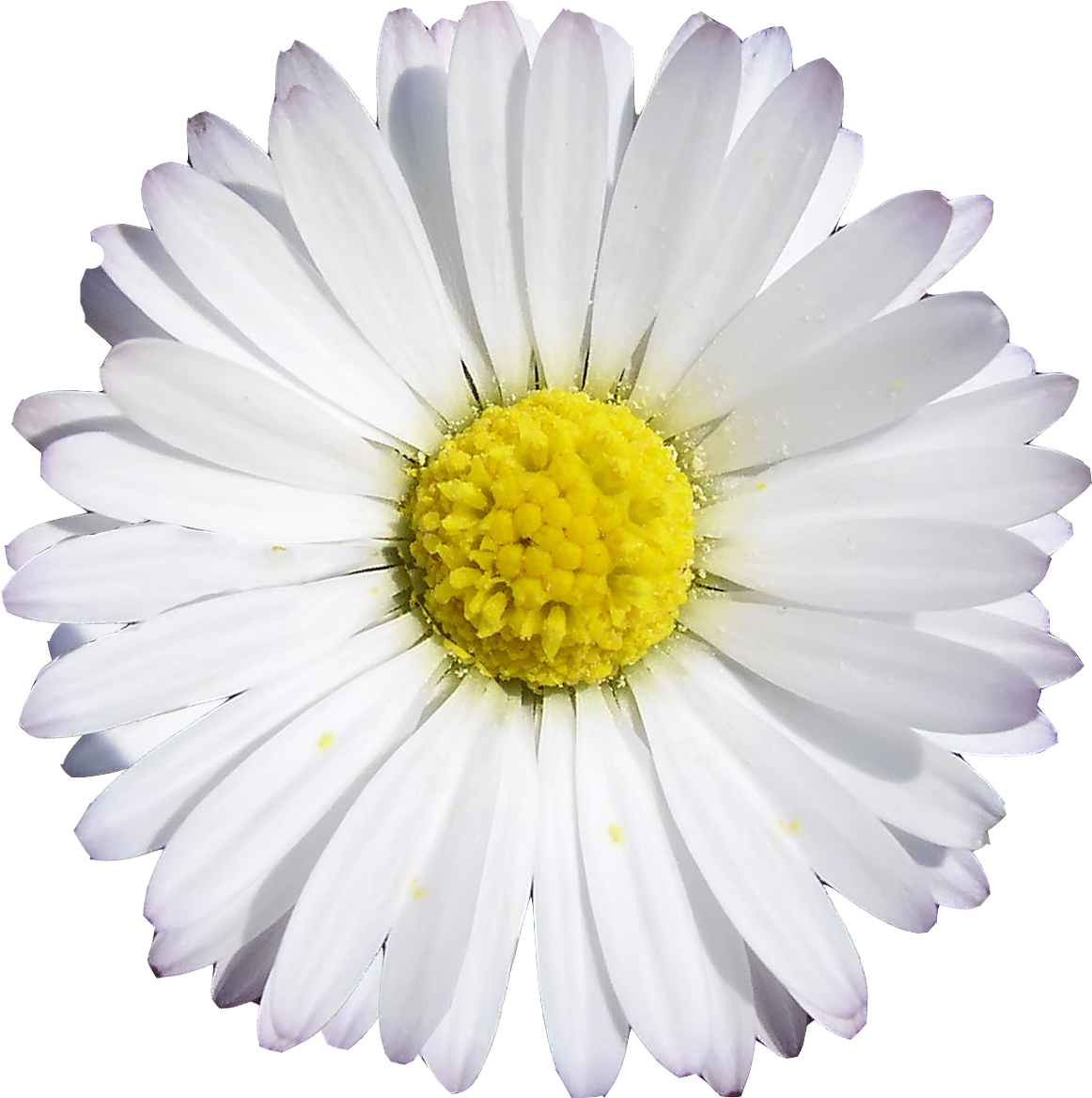 Chamomile (1200x1200), Png Download