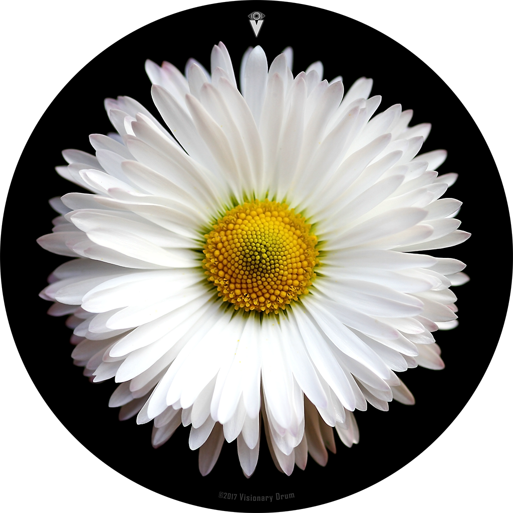 White Daisy Flower Drum Skin For Bass, Snare And Tom - Floral Journal - White Daisy Petal: 6" X 9", Lined (1024x1024), Png Download