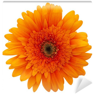 Daisy Flowers (400x400), Png Download