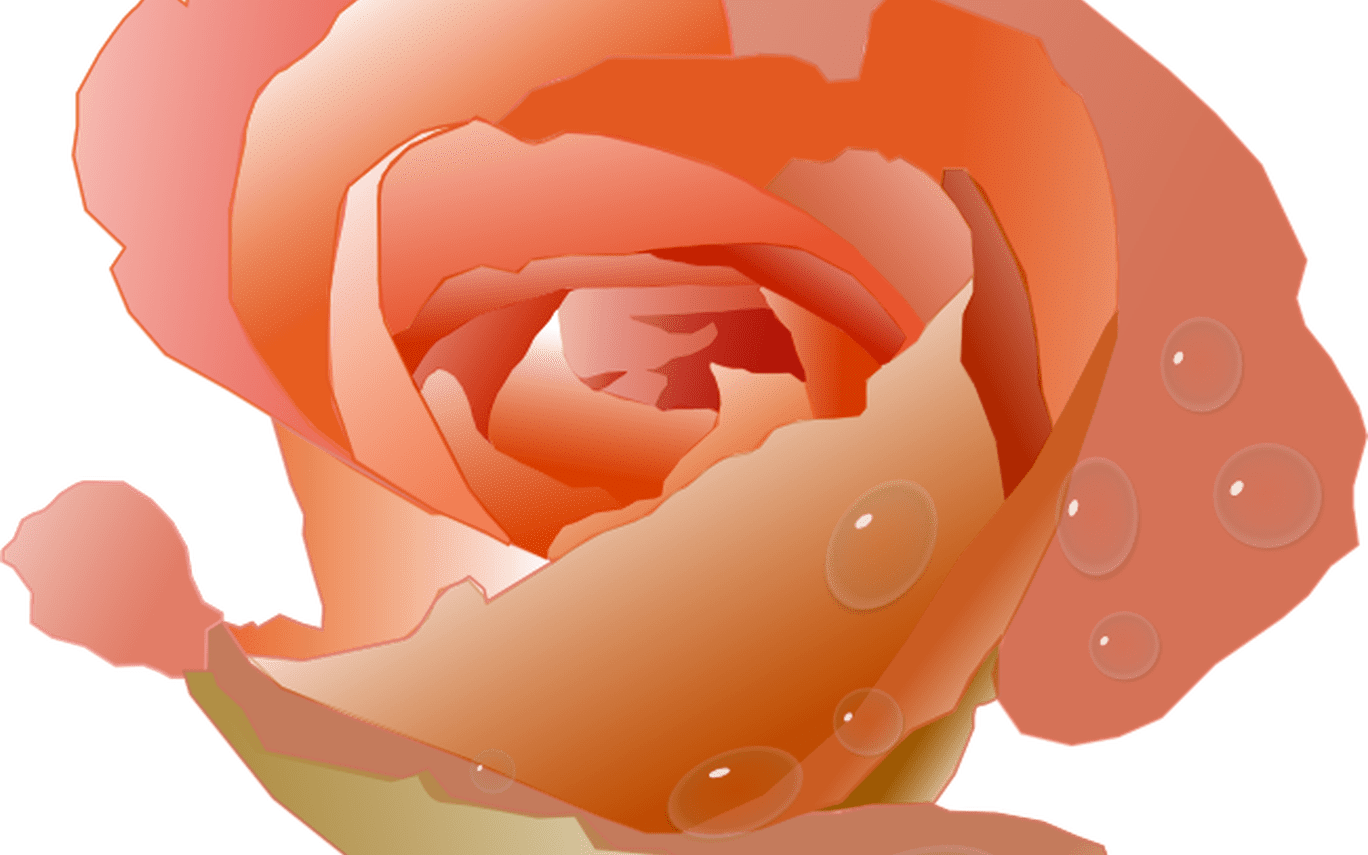 Pretty Pink Daisy Flower Free Clip Art Hanslodge Cliparts - Coral Rose Clip Art (1368x855), Png Download