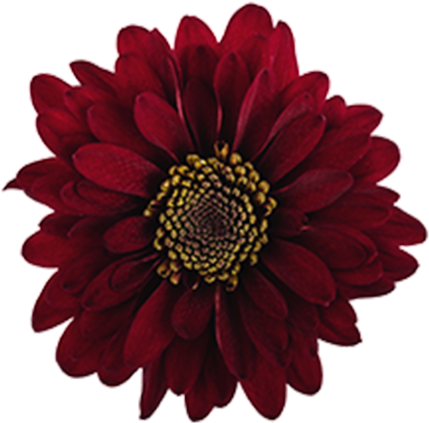 Burgundy Novelty Motown Burgundy Novelty Motown - Flower Burgendy Png (800x800), Png Download
