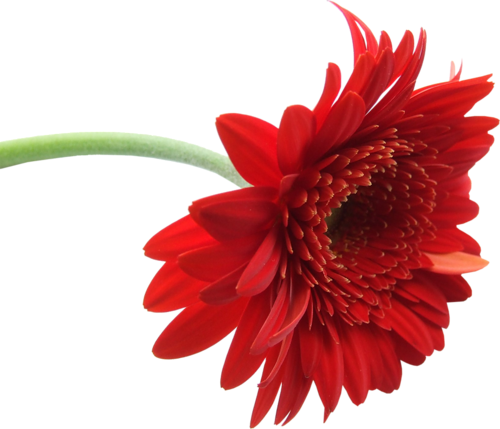 Gerbera Clipart Red Flower - Gerbera Flower (500x429), Png Download
