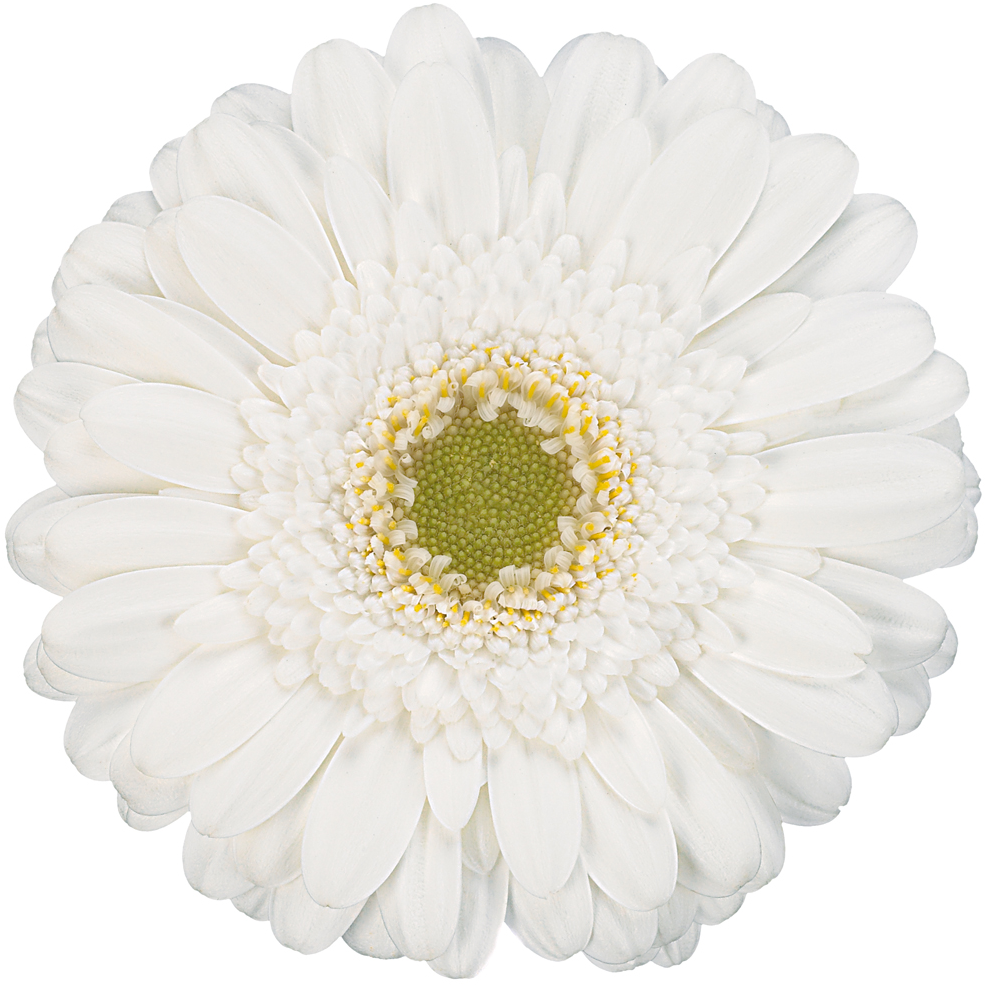 Whitelabel (1100x1100), Png Download
