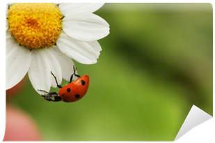 Ladybugs Have Lots Of Spots (400x400), Png Download