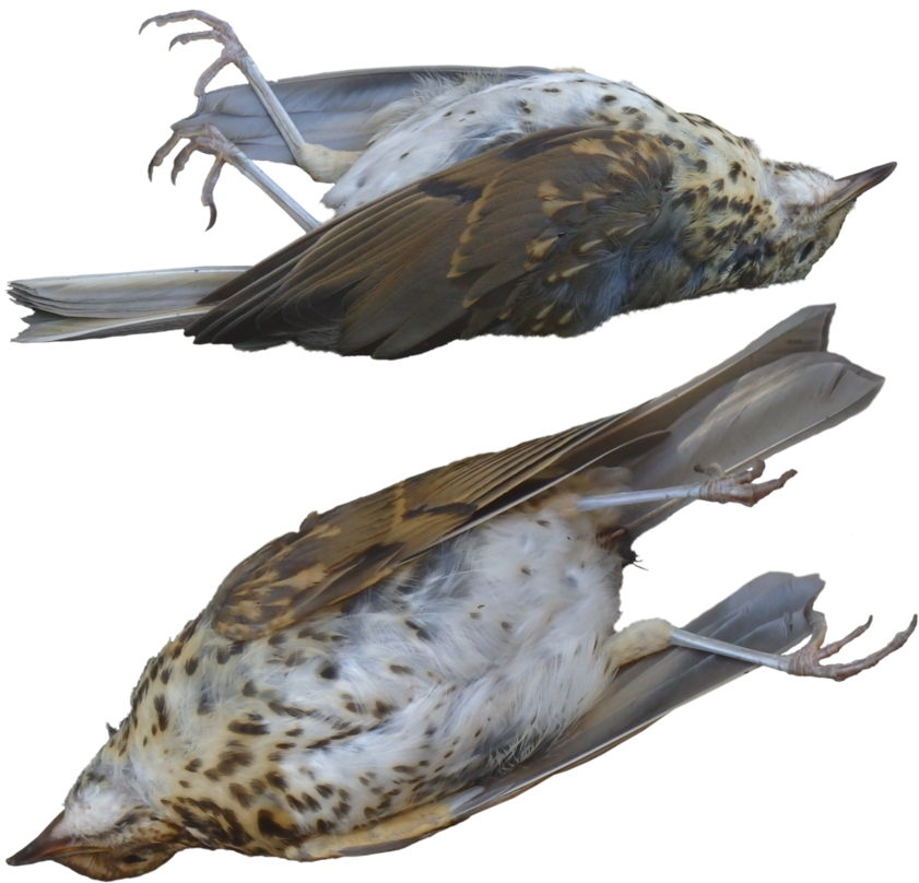 Dead Clipart Hawk - Transparent Dead Bird Png (894x894), Png Download