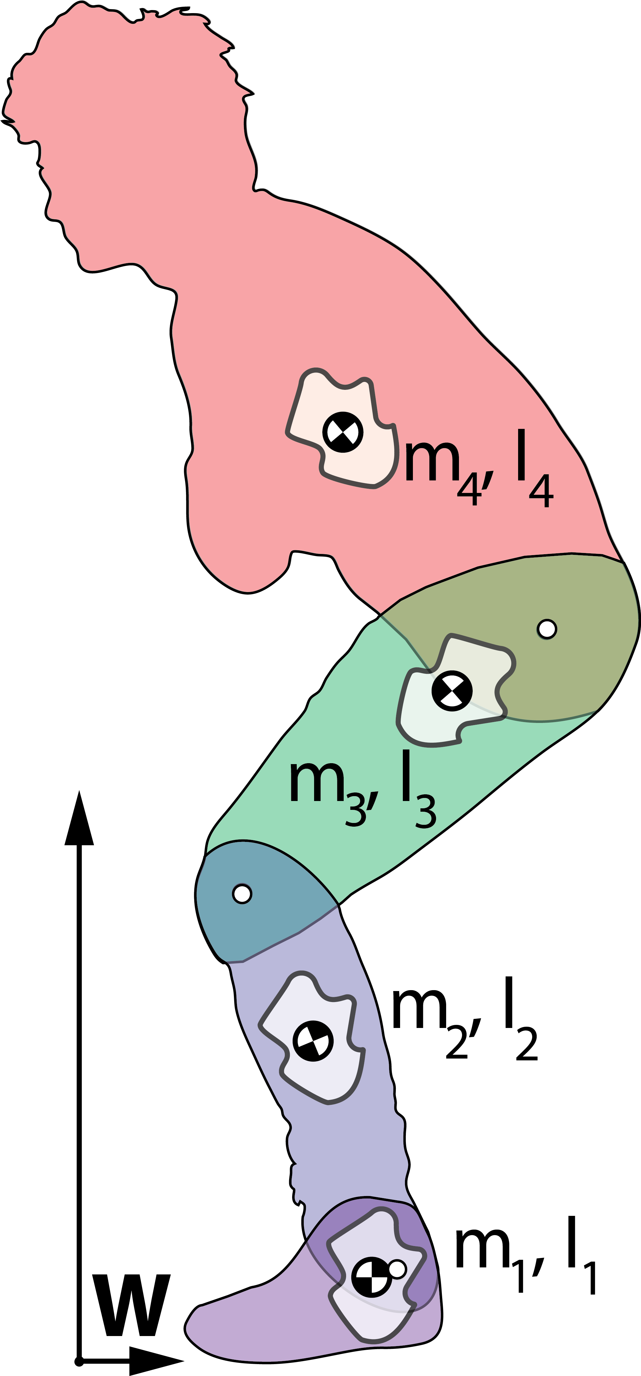 The Limb Segments Are Shown In Different Colours, With - Human Modelling (2184x4569), Png Download