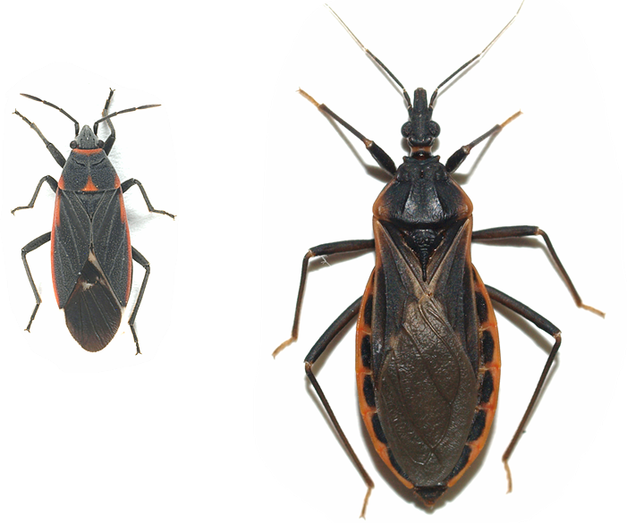 Black Bugs With Red Out-lines In Tucson - Kissing Bug Bite (701x585), Png Download