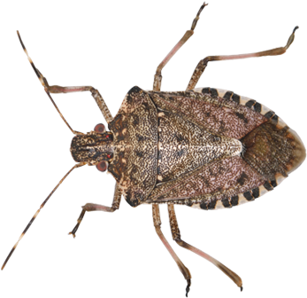 Stink Bug Png High-quality Image - Stink Bug Transparent Png (400x400), Png Download