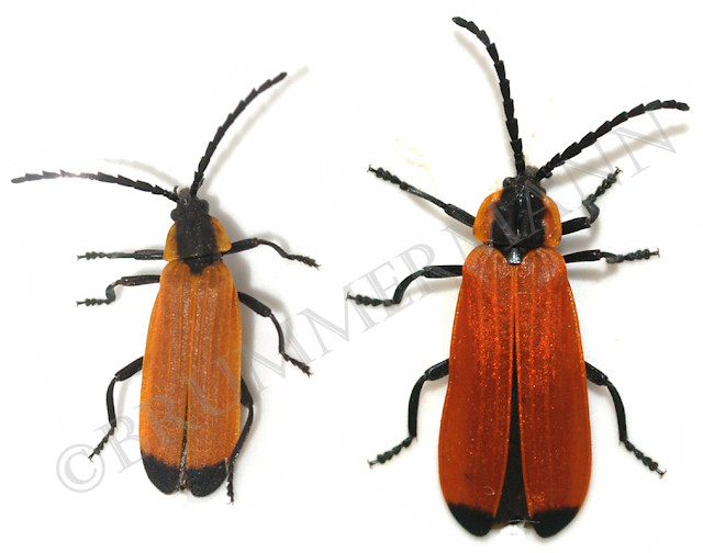 Male And Female Of Adoceta Ignita - True Weevils (640x504), Png Download
