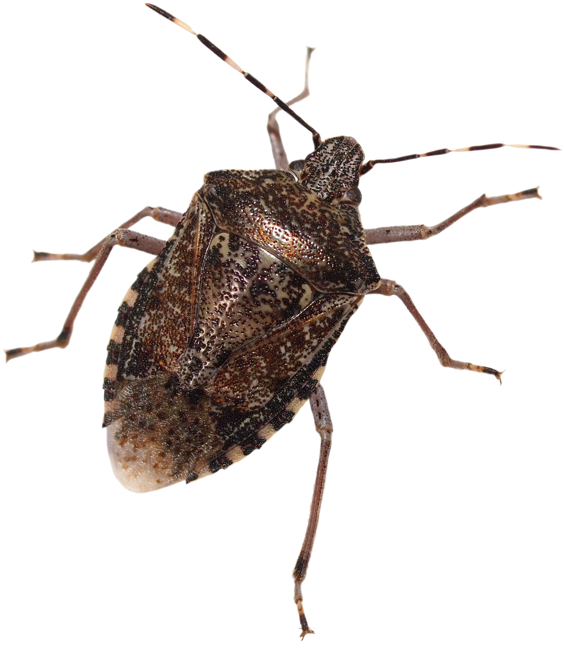 Stink Bug Free Png Image - Brown Marmorated Stink Bug Png (2130x2397), Png Download