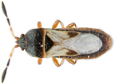 Chinch-bug - Lawn Pest Bugs (450x300), Png Download