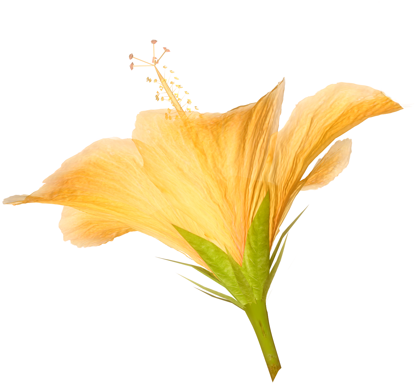 Hibiscus Flower Pictures For Collage And Scrap Book - Hibiscus Flower Png (1433x1323), Png Download