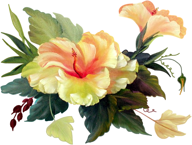 Publicat De Eu Ciresica La - Chinese Hibiscus (617x483), Png Download