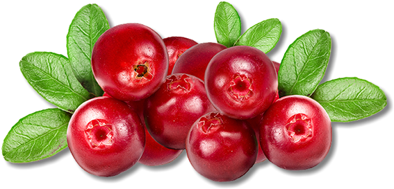 Cranberries Are Called "bounceberries” Too, Because - Lovi Fruit (609x408), Png Download