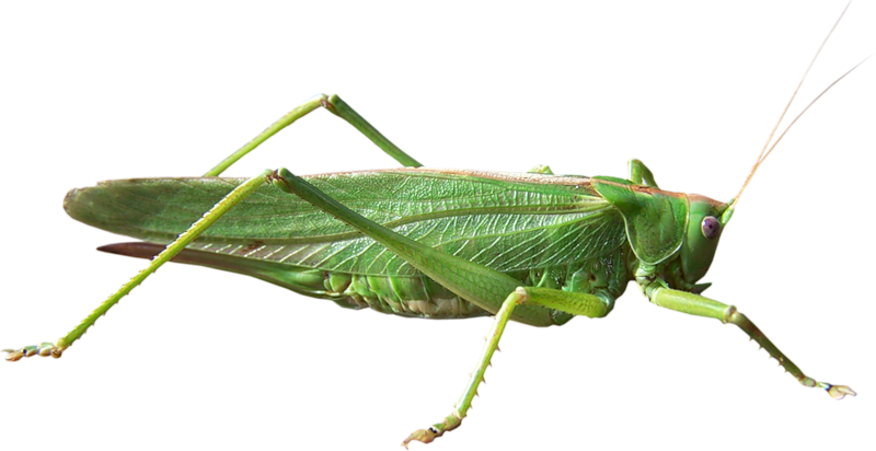 Grasshopper Png (800x412), Png Download