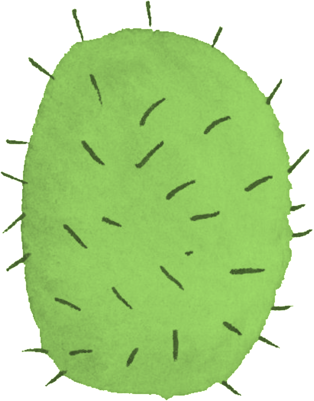 Green Cactus Transparent - Green (1024x1310), Png Download