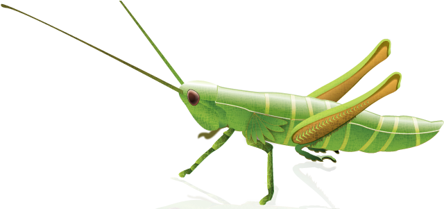 Grasshopper Png (664x300), Png Download