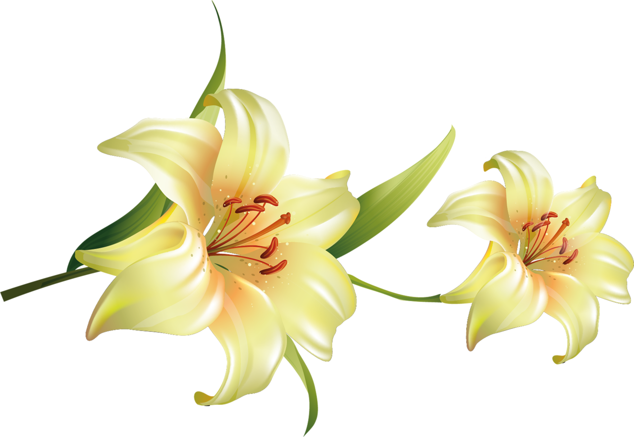 Cada Una De Estas Imágenes Tienen Un Tamaño Grande - Flores Bonitas Con Fondo Transparente (1280x883), Png Download