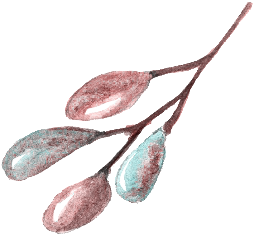 Caesalpinia (1024x1117), Png Download