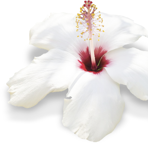 Added Hibiscus - Essence Ph10 Purified Water - 16.9 Fl Oz Bottle (490x478), Png Download