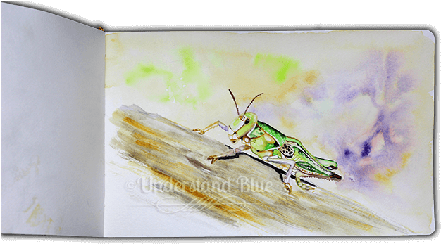 #worldwatercolormonth - Locust (650x374), Png Download
