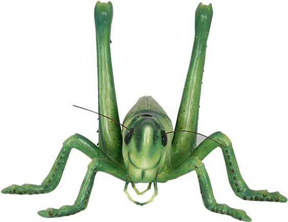 Grasshopper (640x640), Png Download