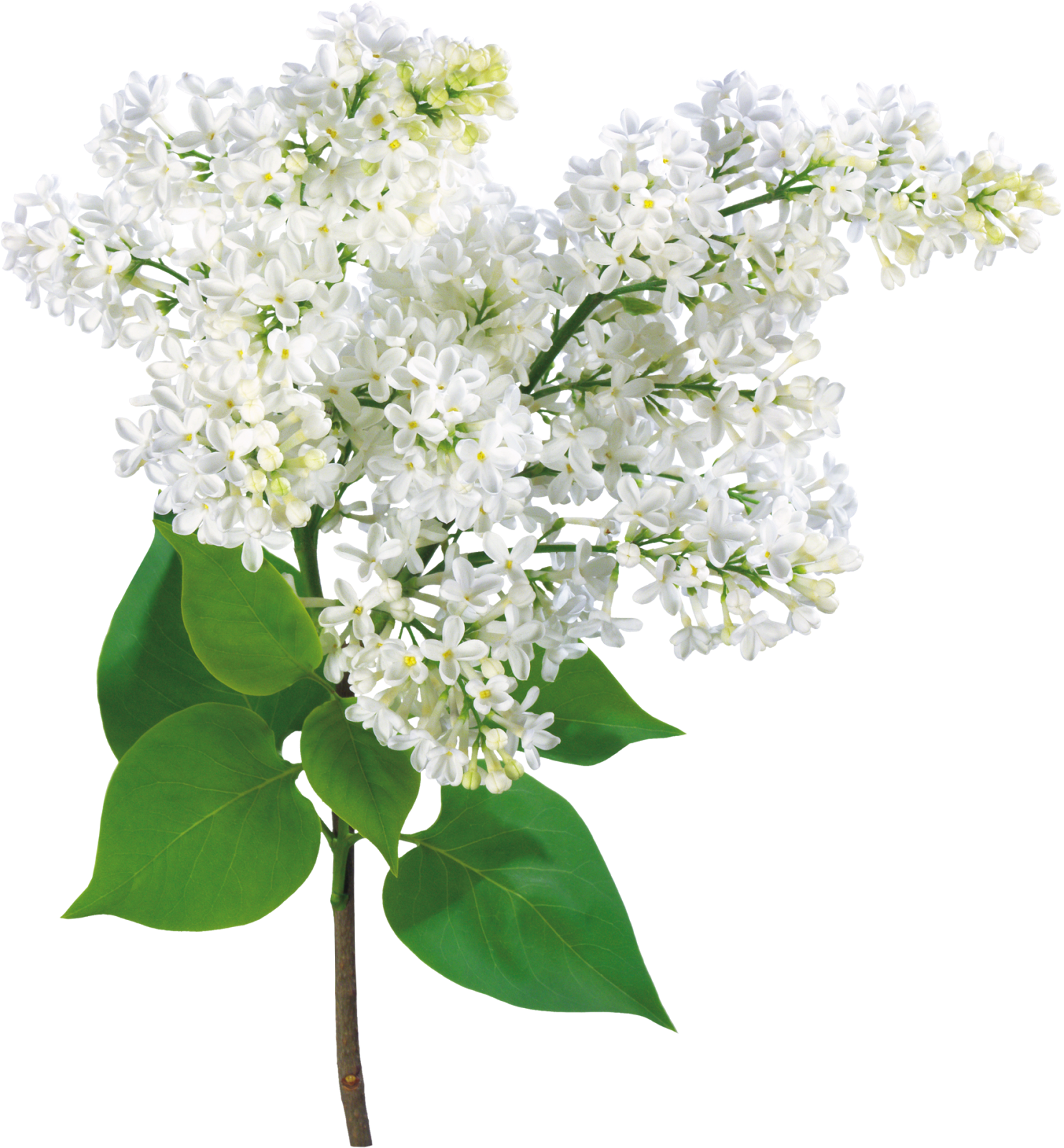 Mother's Day, Grandma - Lilac Flowers Card (1483x1600), Png Download