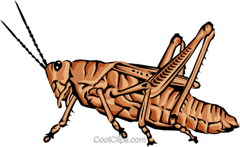 Grasshopper - Gafanhoto Jpeg (480x295), Png Download