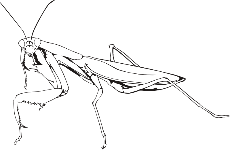Clip Art Stock Clipart Praying Outline Medium Image - Praying Mantis Line Drawing (799x521), Png Download