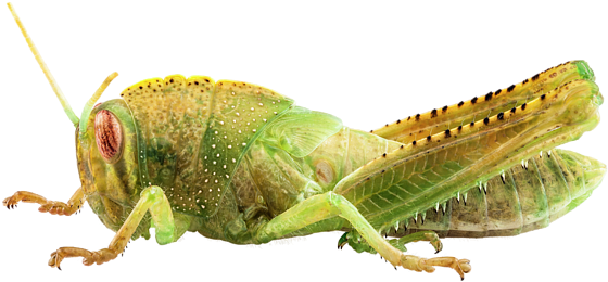 Bleed Area May Not Be Visible - Egyptian Grasshopper (600x400), Png Download