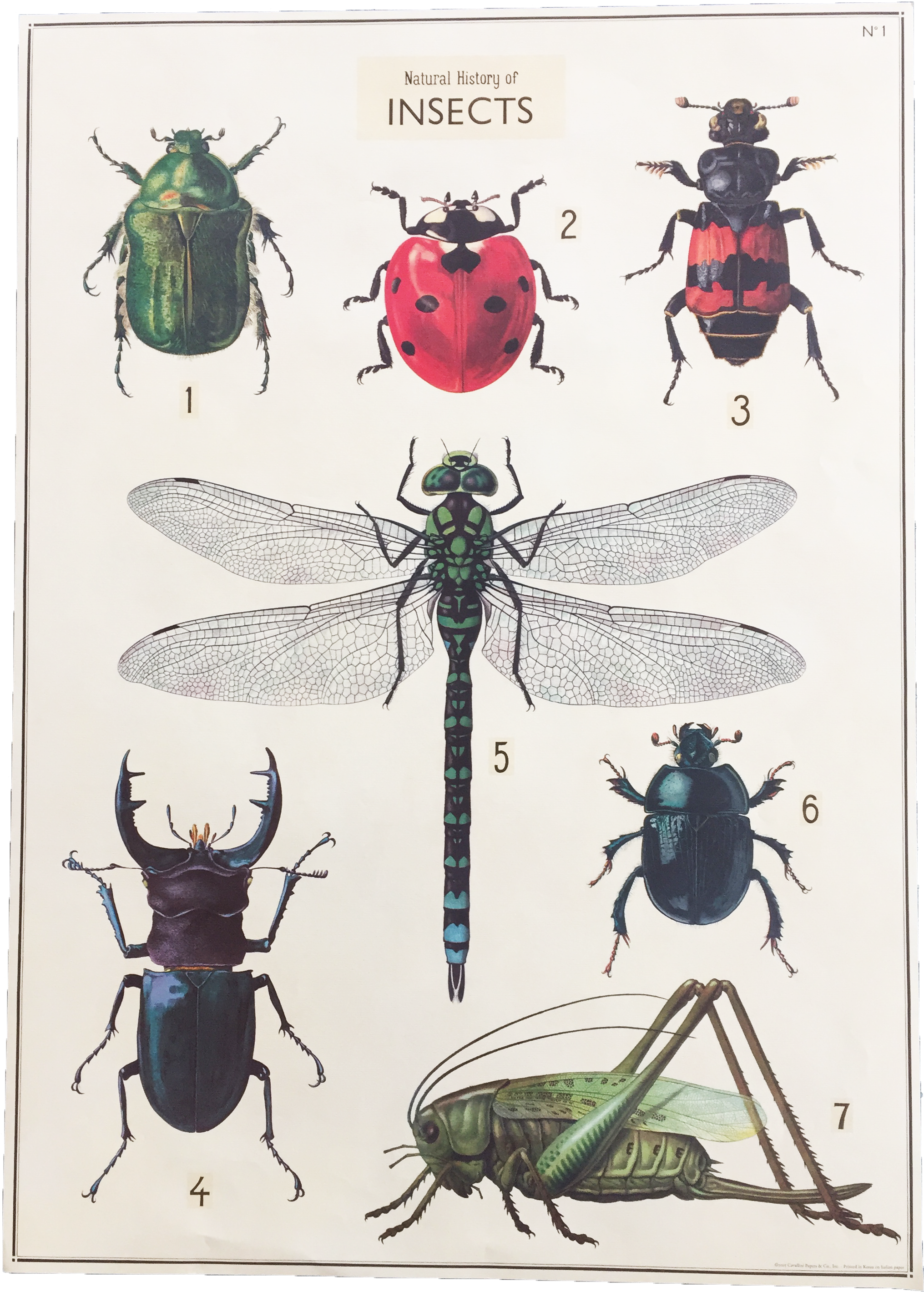 Hype Pop Up Vintage - Natural History Of Insects (2324x3118), Png Download