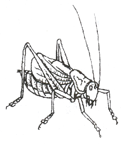 Graphic Stock Cricket Insect At Getdrawings Com Free - Net-winged Insects (410x486), Png Download