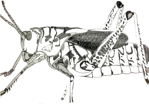 Grasshopper (480x480), Png Download