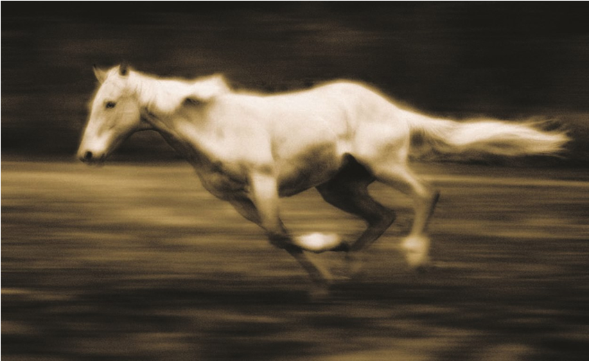 Horse Background (1064x520), Png Download