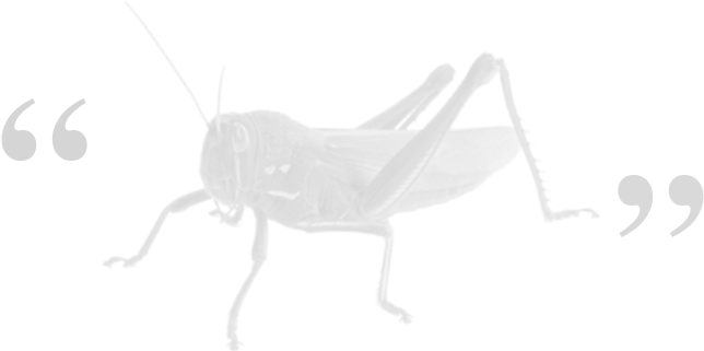Grasshopper - Grasshopper Guru (650x337), Png Download