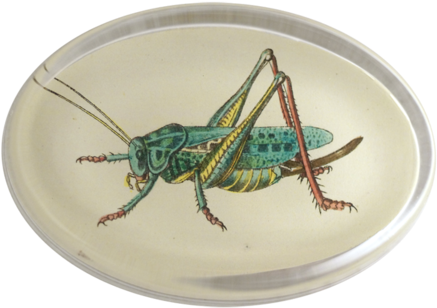 Locufta, Oval Paperweight - Paperweight (480x480), Png Download