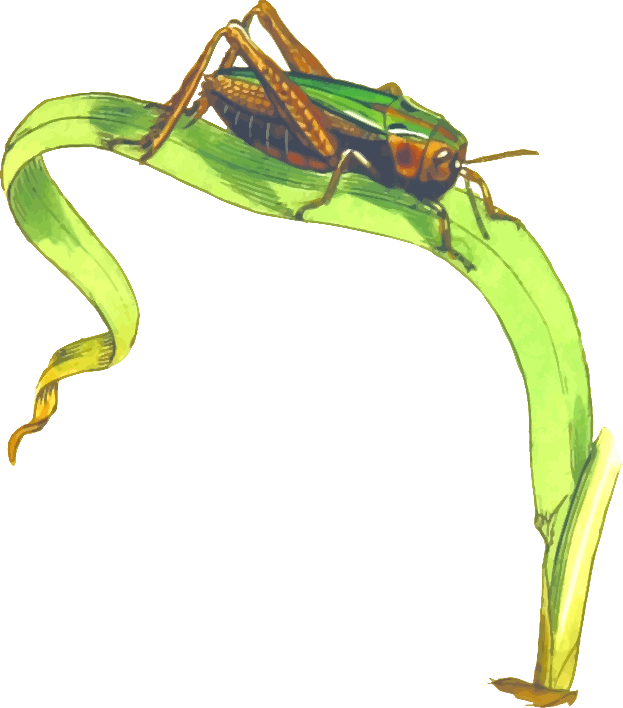 This Free Icons Png Design Of Common Green Grasshopper - Free ...