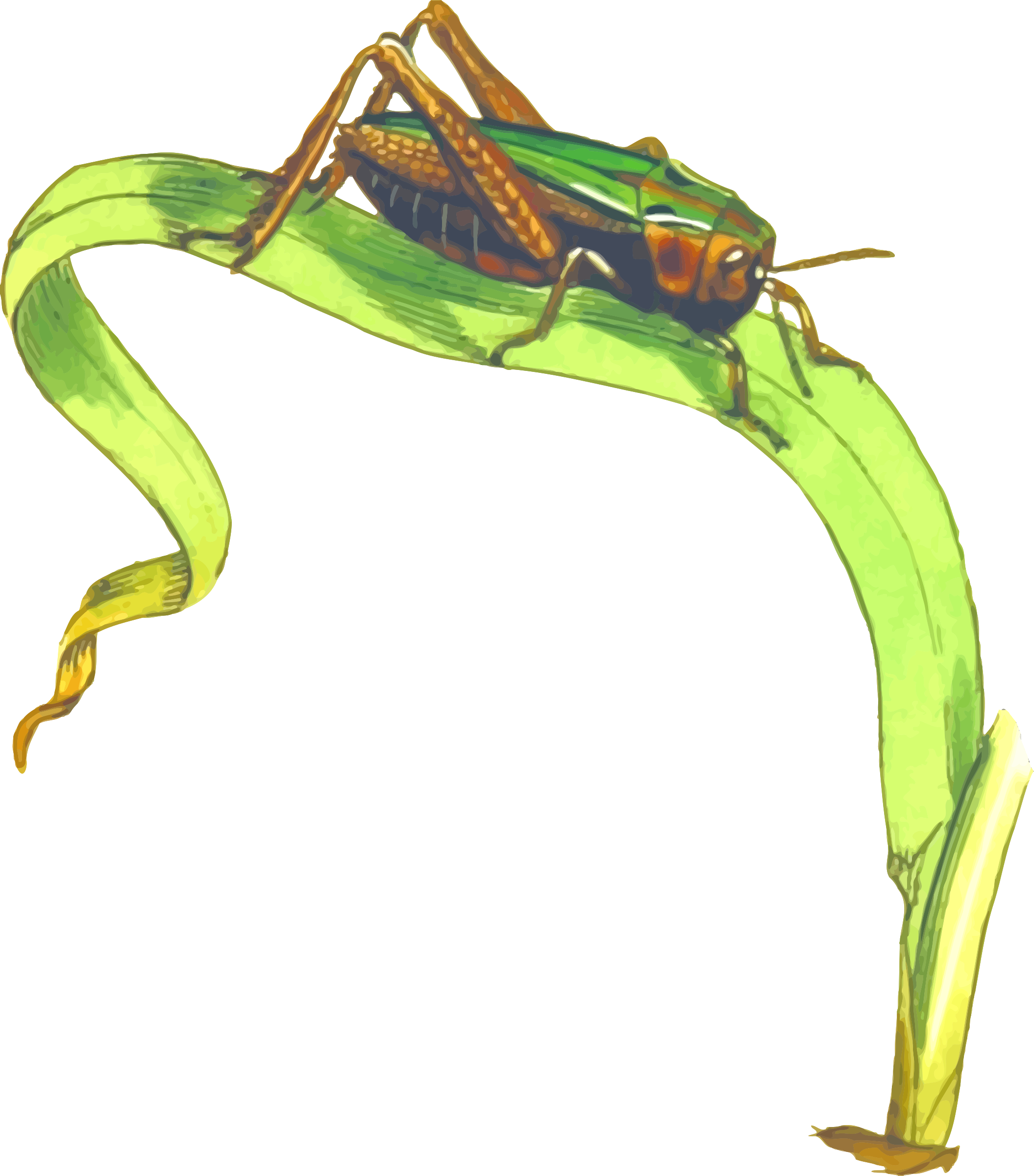 This Free Icons Png Design Of Common Green Grasshopper (2110x2400), Png Download