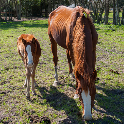 New Hope For Starved, Neglected Horses - Sorrel (750x422), Png Download