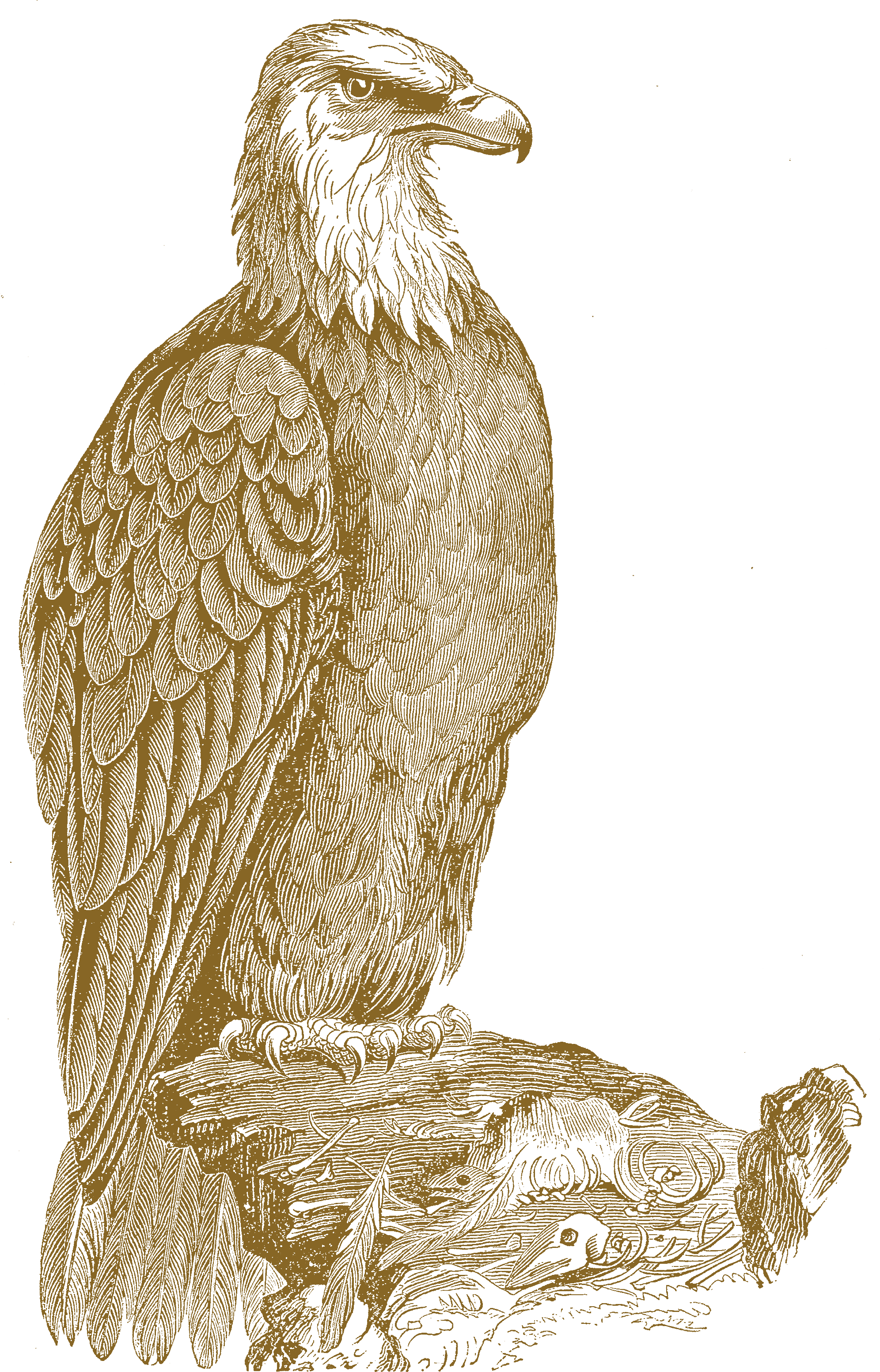 Tag - 300dpi (1992x3107), Png Download