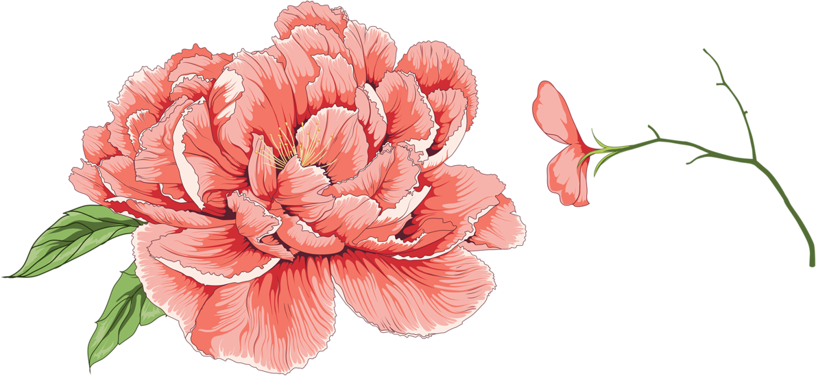 Яндекс - Фотки - Moutan Peony (1280x573), Png Download