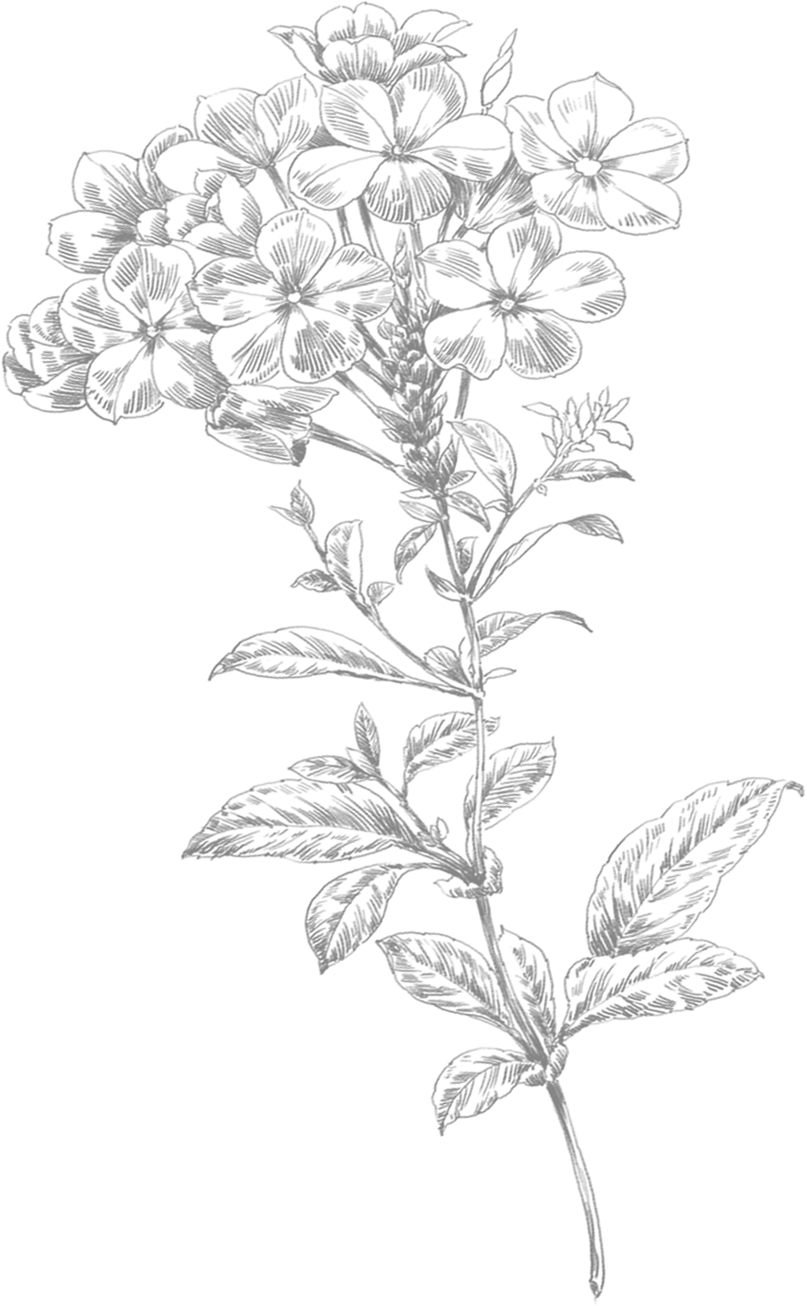 Line Art Flower Small - Flower Drawing Png (807x1306), Png Download