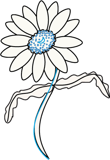 How To Draw Daisy Flower - Daisy Draw Out Flower (678x600), Png Download
