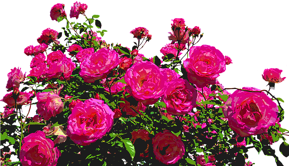 Roses, Nature, Drawing, Flower, Rose Blooms, Blossom - Elaman Erotiikkaa By Mirja Myllyoja (960x565), Png Download