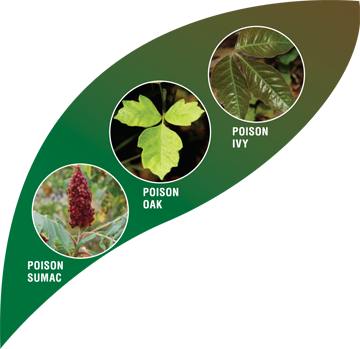 And The Outdoors Beckoning, Many Patients Will Be Visiting - Exposure To Poison Oak (360x349), Png Download